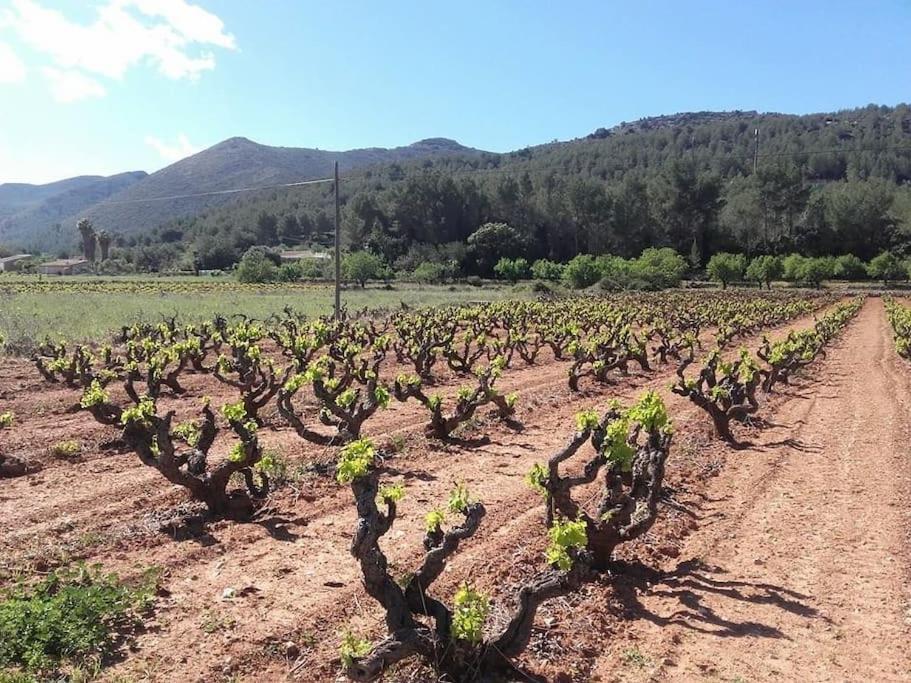 One Bed Apartment Overlooking Jalon Valley, Costa Blanca Alcalalí Exterior foto
